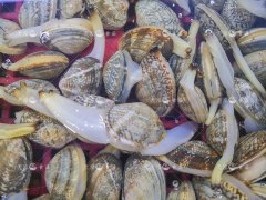 雜色蛤（花蛤）、雜色蛤肉、真空雜色蛤哪家好？天泓告訴你